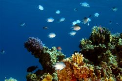 Sharm el Sheik. The Red Sea. Taken december 2004 at aroun... by Simon Reynolds 